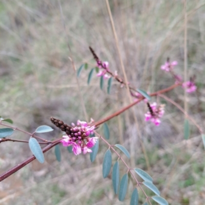 Indigofera australis subsp. australis (Australian Indigo) at Hackett, ACT - 2 Sep 2022 by abread111