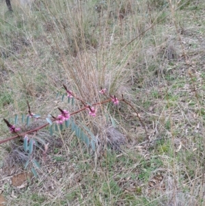 Indigofera australis subsp. australis at Hackett, ACT - 2 Sep 2022 03:42 PM