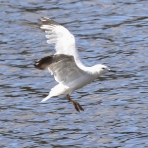 Chroicocephalus novaehollandiae at Belconnen, ACT - 3 Sep 2022