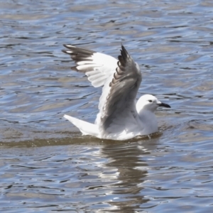 Chroicocephalus novaehollandiae at Belconnen, ACT - 3 Sep 2022