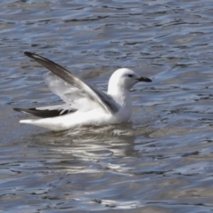 Chroicocephalus novaehollandiae at Belconnen, ACT - 3 Sep 2022