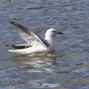 Chroicocephalus novaehollandiae at Belconnen, ACT - 3 Sep 2022