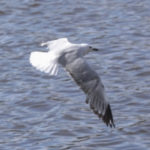 Chroicocephalus novaehollandiae at Belconnen, ACT - 3 Sep 2022