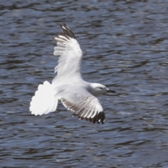 Chroicocephalus novaehollandiae at Belconnen, ACT - 3 Sep 2022