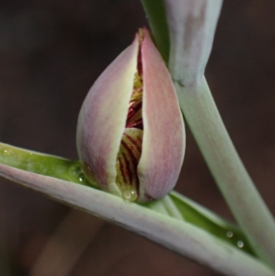 Calochilus sp. (A Beard Orchid) at Vincentia, NSW - 3 Sep 2022 by AnneG1