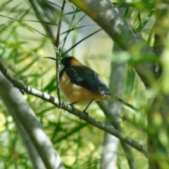 Acanthorhynchus tenuirostris (Eastern Spinebill) at Aranda, ACT - 3 Sep 2022 by KMcCue