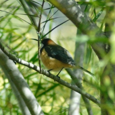 Acanthorhynchus tenuirostris (Eastern Spinebill) at Aranda, ACT - 3 Sep 2022 by KMcCue