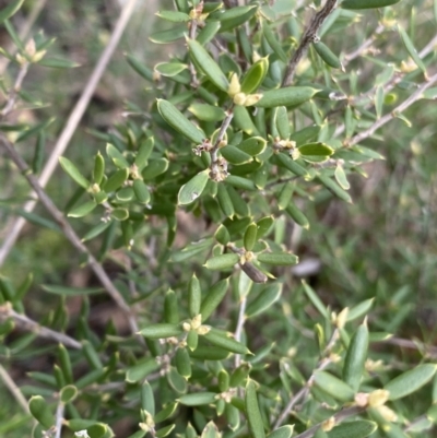 Monotoca scoparia (Broom Heath) at Aranda, ACT - 18 Aug 2022 by NedJohnston