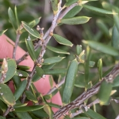 Monotoca scoparia at Aranda, ACT - 18 Aug 2022