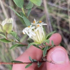 Pimelea linifolia subsp. linifolia (Queen of the Bush, Slender Rice-flower) at Aranda, ACT - 18 Aug 2022 by NedJohnston