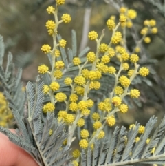 Acacia dealbata (Silver Wattle) at Aranda Bushland - 18 Aug 2022 by NedJohnston