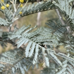 Acacia dealbata at Aranda, ACT - 18 Aug 2022 10:22 AM