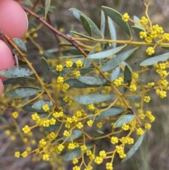 Acacia buxifolia subsp. buxifolia (Box-leaf Wattle) at Aranda Bushland - 18 Aug 2022 by NedJohnston