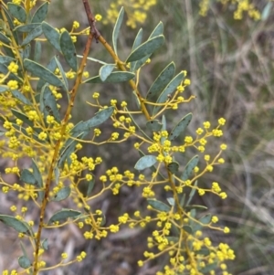 Acacia buxifolia subsp. buxifolia at Aranda, ACT - 18 Aug 2022 10:21 AM