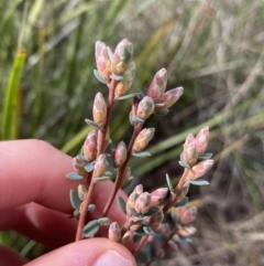 Brachyloma daphnoides (Daphne Heath) at Aranda, ACT - 18 Aug 2022 by NedJohnston