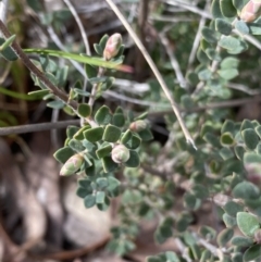 Brachyloma daphnoides at Aranda, ACT - 18 Aug 2022