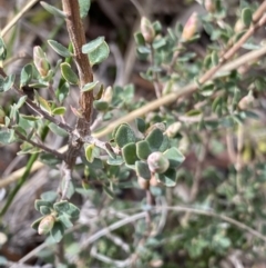 Brachyloma daphnoides at Aranda, ACT - 18 Aug 2022