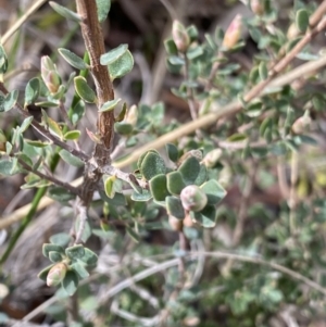 Brachyloma daphnoides at Aranda, ACT - 18 Aug 2022