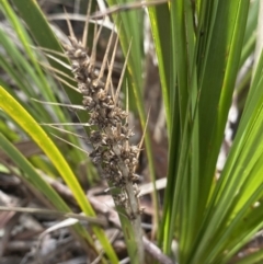 Lomandra longifolia (Spiny-headed Mat-rush, Honey Reed) at Aranda, ACT - 18 Aug 2022 by Ned_Johnston