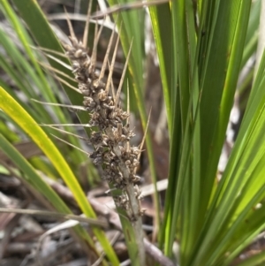 Lomandra longifolia at Aranda, ACT - 18 Aug 2022