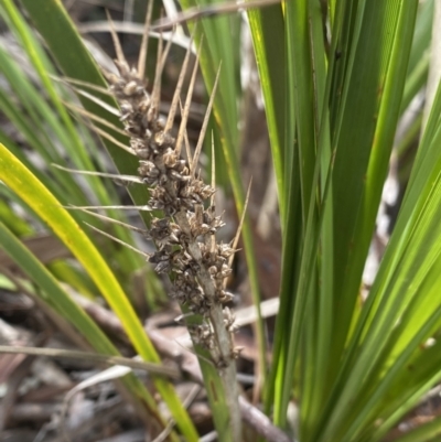 Lomandra longifolia (Spiny-headed Mat-rush, Honey Reed) at Aranda, ACT - 18 Aug 2022 by Ned_Johnston
