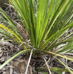 Lomandra longifolia at Aranda, ACT - 18 Aug 2022