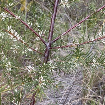 Hakea decurrens (Bushy Needlewood) at Aranda Bushland - 18 Aug 2022 by NedJohnston