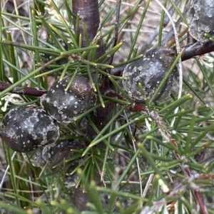 Hakea decurrens at Aranda, ACT - 18 Aug 2022 10:10 AM