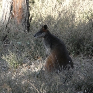 Wallabia bicolor at Jerrabomberra, NSW - 3 Sep 2022