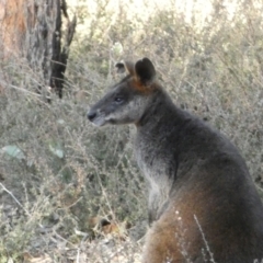 Wallabia bicolor at Jerrabomberra, NSW - 3 Sep 2022