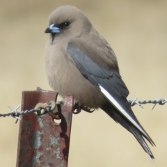 Artamus cyanopterus cyanopterus (Dusky Woodswallow) at Pialligo, ACT - 3 Sep 2022 by RobParnell