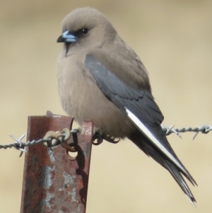 Artamus cyanopterus at Pialligo, ACT - 3 Sep 2022 02:19 PM