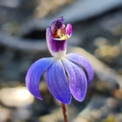 Cyanicula caerulea (Blue Fingers, Blue Fairies) at Stromlo, ACT - 3 Sep 2022 by RobG1