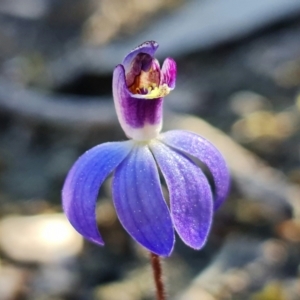 Cyanicula caerulea at Stromlo, ACT - 3 Sep 2022