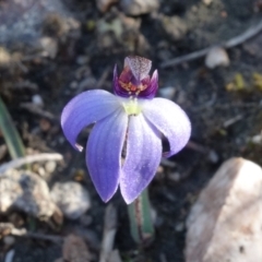 Cyanicula caerulea at Stromlo, ACT - 3 Sep 2022