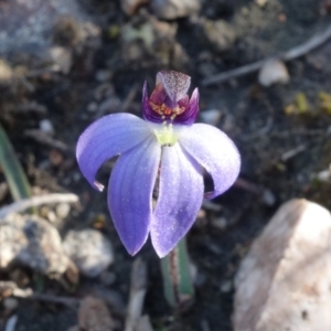 Cyanicula caerulea at Stromlo, ACT - 3 Sep 2022