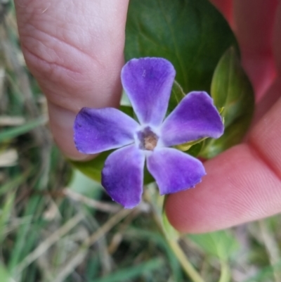 Vinca major (Blue Periwinkle) at Bungendore, NSW - 3 Sep 2022 by clarehoneydove