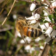 Apis mellifera (European honey bee) at Mount Taylor - 3 Sep 2022 by MatthewFrawley