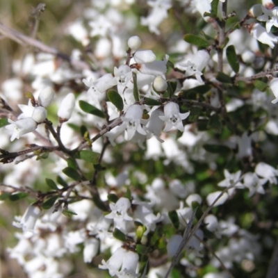 Cryptandra amara (Bitter Cryptandra) at Mount Taylor - 3 Sep 2022 by MatthewFrawley