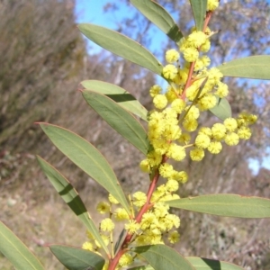 Acacia rubida at Kambah, ACT - 3 Sep 2022