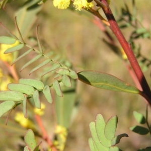 Acacia rubida at Kambah, ACT - 3 Sep 2022