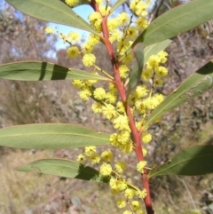 Acacia rubida at Kambah, ACT - 3 Sep 2022