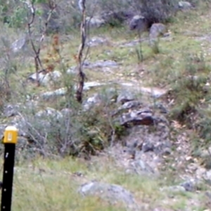 Corvus coronoides at Kambah, ACT - 2 Apr 2022 08:53 AM