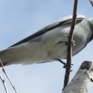 Coracina novaehollandiae at Narrabundah, ACT - 18 Aug 2022