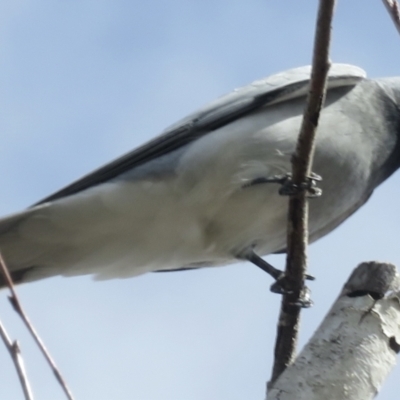 Coracina novaehollandiae (Black-faced Cuckooshrike) at Narrabundah, ACT - 18 Aug 2022 by RobParnell