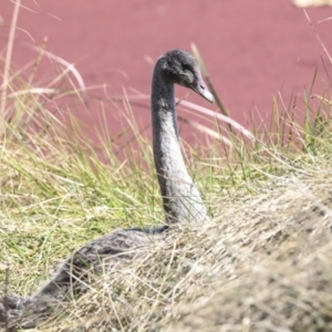 Cygnus atratus at Belconnen, ACT - 3 Sep 2022 12:12 PM