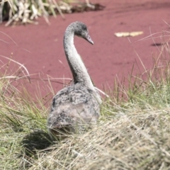 Cygnus atratus at Belconnen, ACT - 3 Sep 2022 12:12 PM