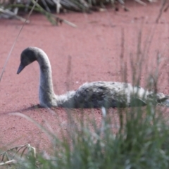 Cygnus atratus at Belconnen, ACT - 3 Sep 2022 12:12 PM