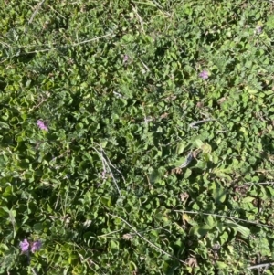 Erodium cicutarium at Yarralumla, ACT - 4 Sep 2022 09:38 AM