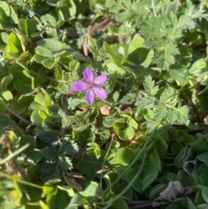 Erodium cicutarium at Yarralumla, ACT - 4 Sep 2022 09:38 AM